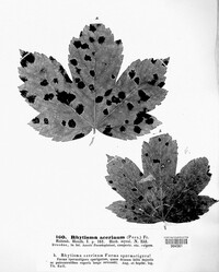 Rhytisma acerinum image